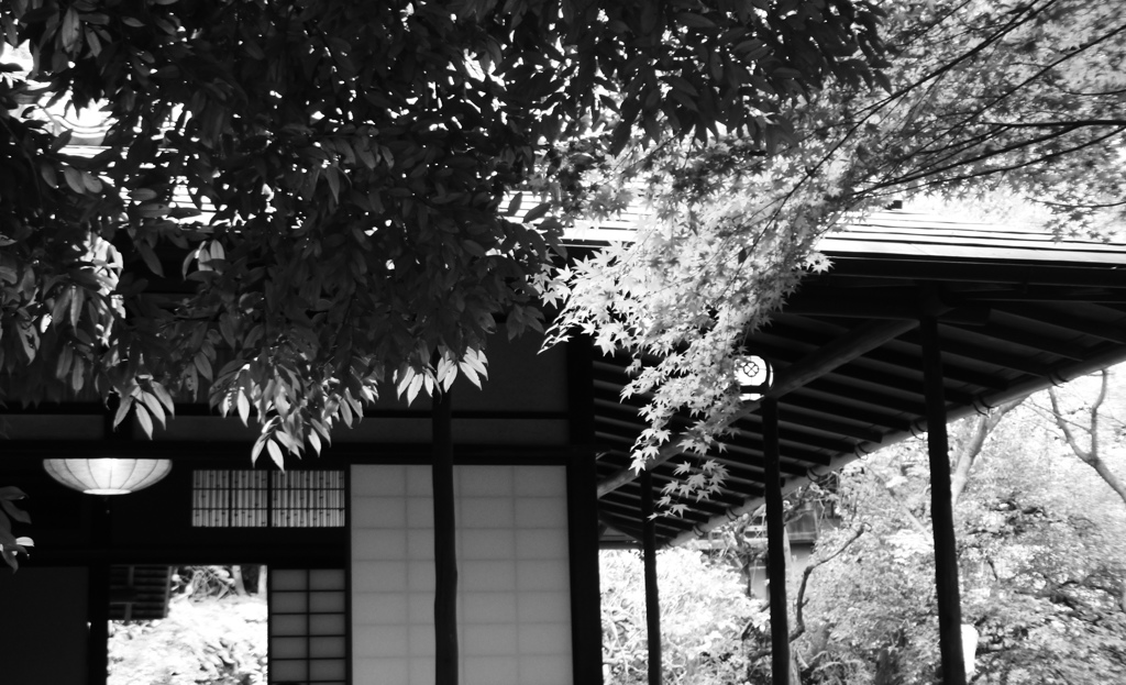 茶室の緑