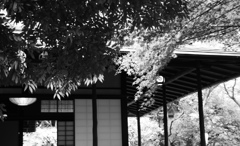 茶室の緑