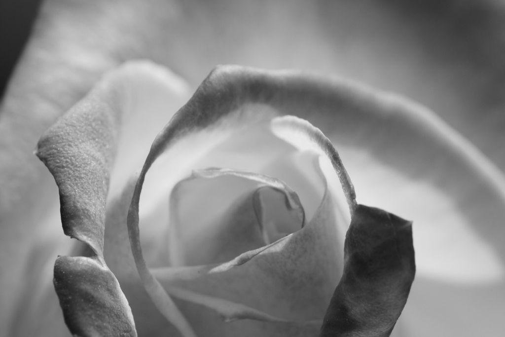 丹頂　モノクロ