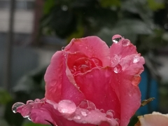雨に濡れた花　薔薇
