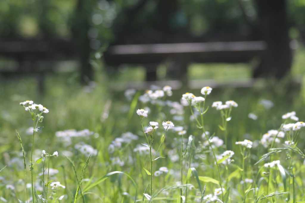 草花の向こうの木陰のベンチ