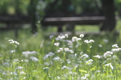 草花の向こうの木陰のベンチ