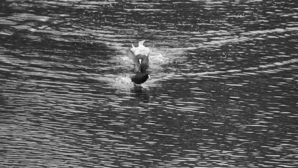 追う鳥、逃げる鳥