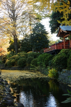 根津神社　降り積もる