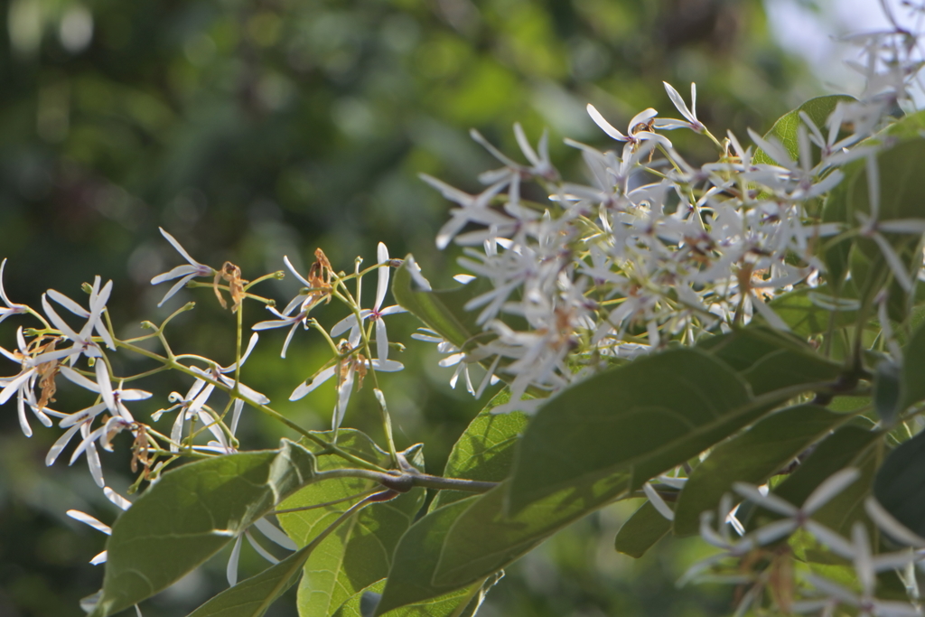 なんじゃもんじゃはどんなもんじゃ