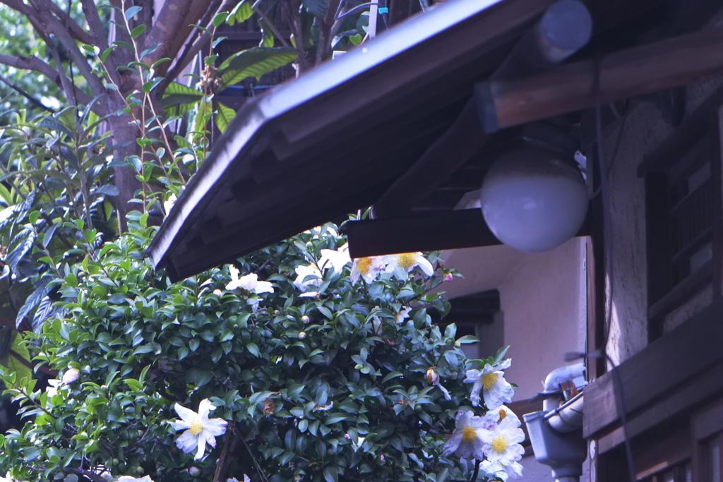 山茶花の咲く家