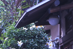 山茶花の咲く家