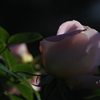 お散歩日和～薔薇の館のプリンセス