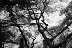 見上げれば星がいっぱい