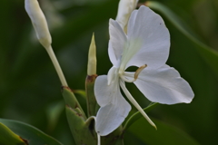 ショウガの花