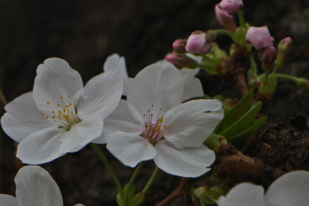 今年最後の花たち