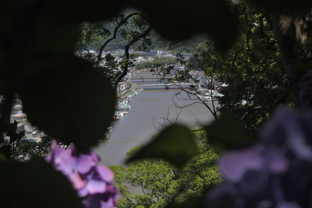 紫陽花の間から