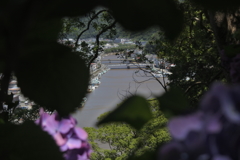 紫陽花の間から