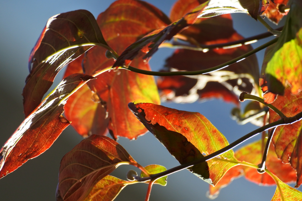 光るハナミズキ