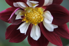 メアリー　エベリン