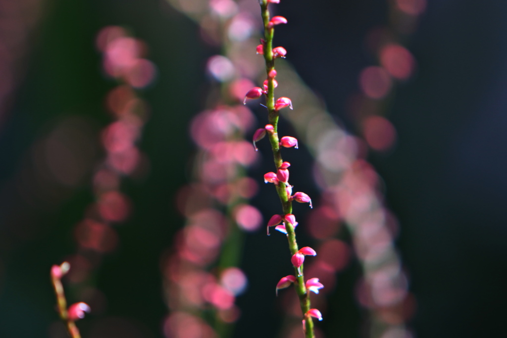 水引草