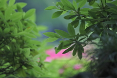 緑の季節