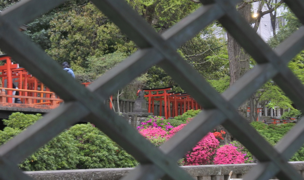 本殿から見る乙女稲荷神社鳥居