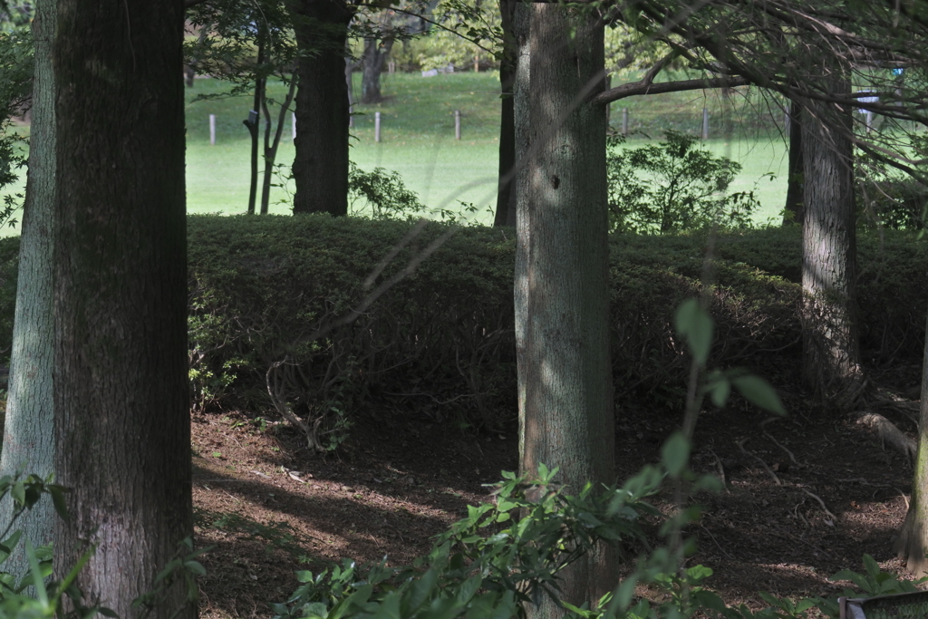 午後の陽ざしは