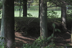 午後の陽ざしは