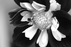 メアリー　エベリン