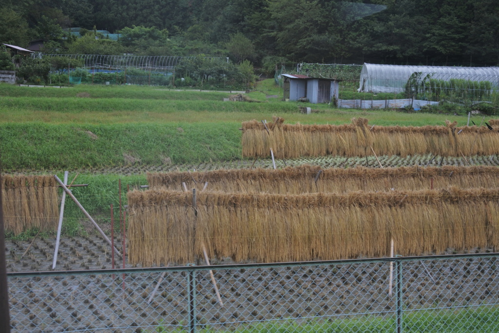 稲刈り