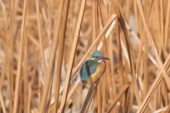 不忍の池のカワセミ　ちょっと気になる