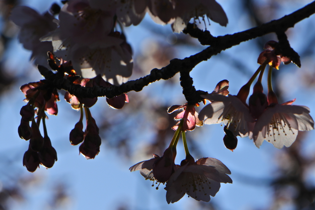 小さな桜葉