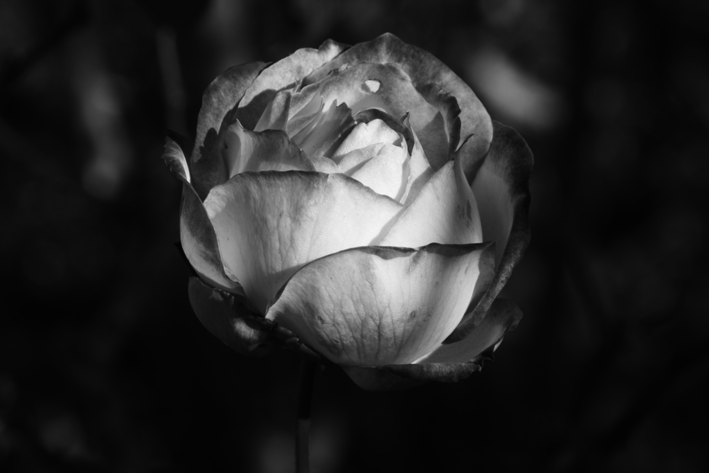 薔薇