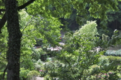 緑を見下ろす。