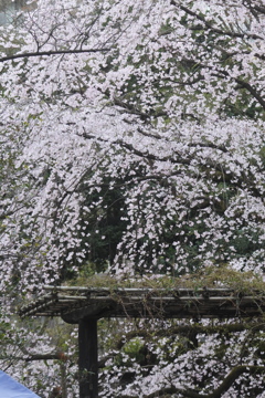 六義園　枝垂桜１