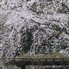 六義園　枝垂桜１