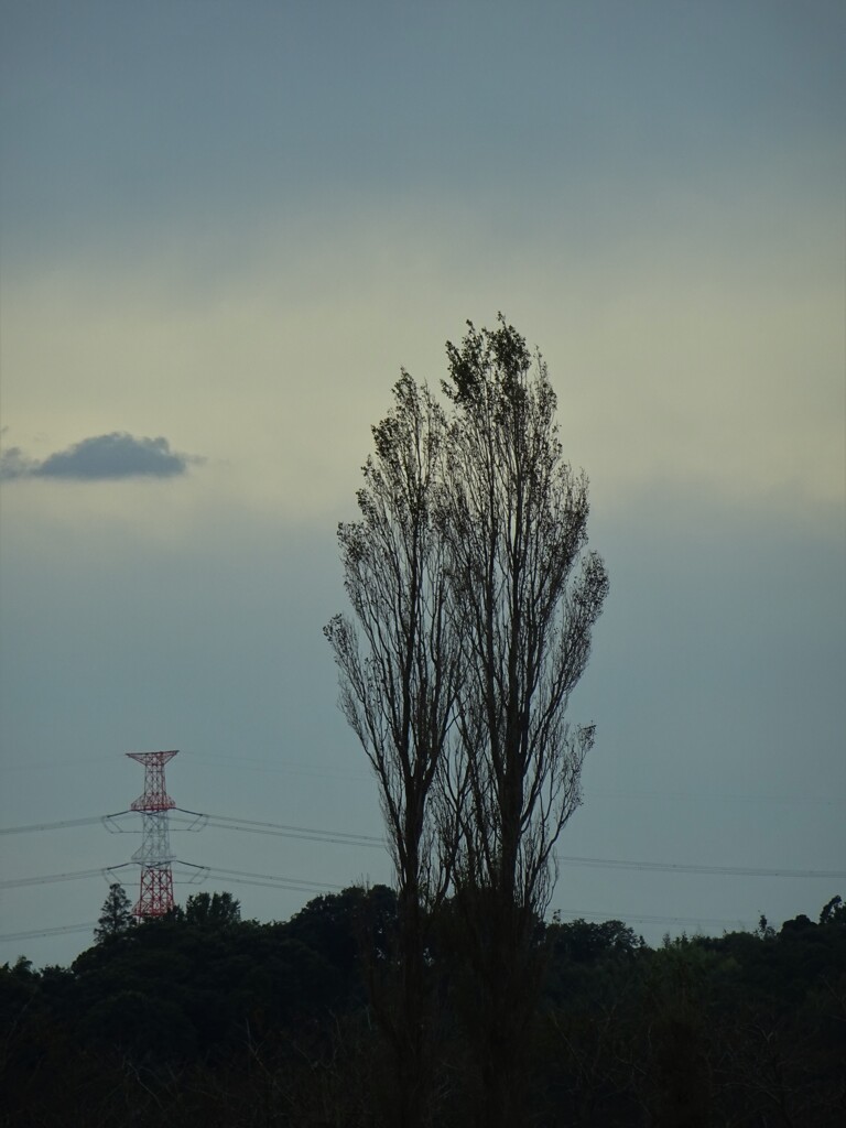 寄り添う木