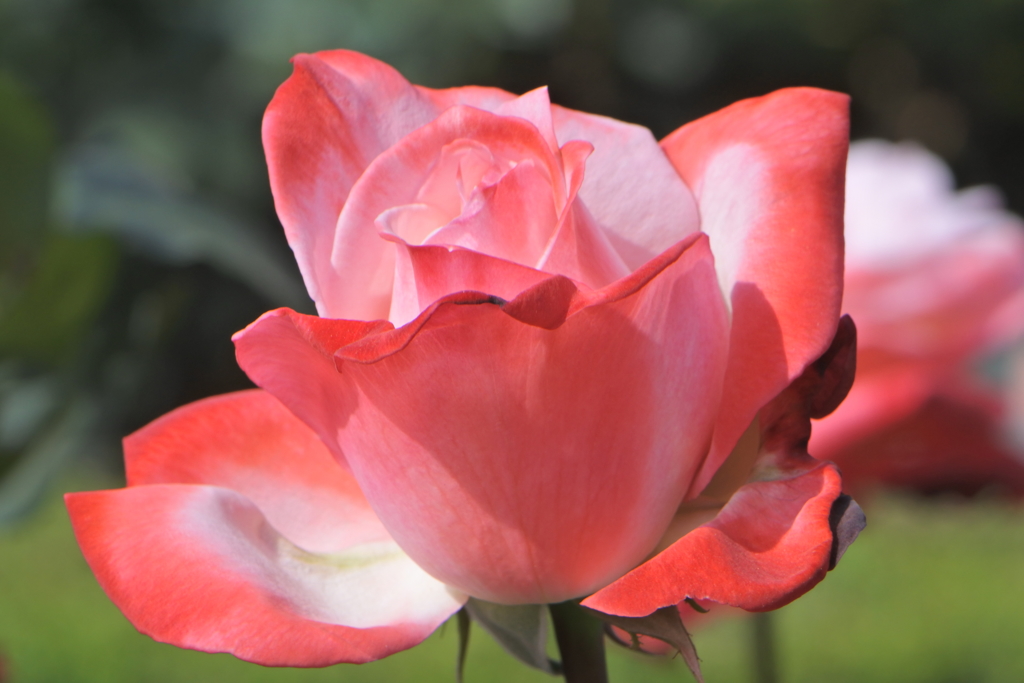 私の好きな薔薇　丹頂