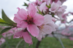 桃の花