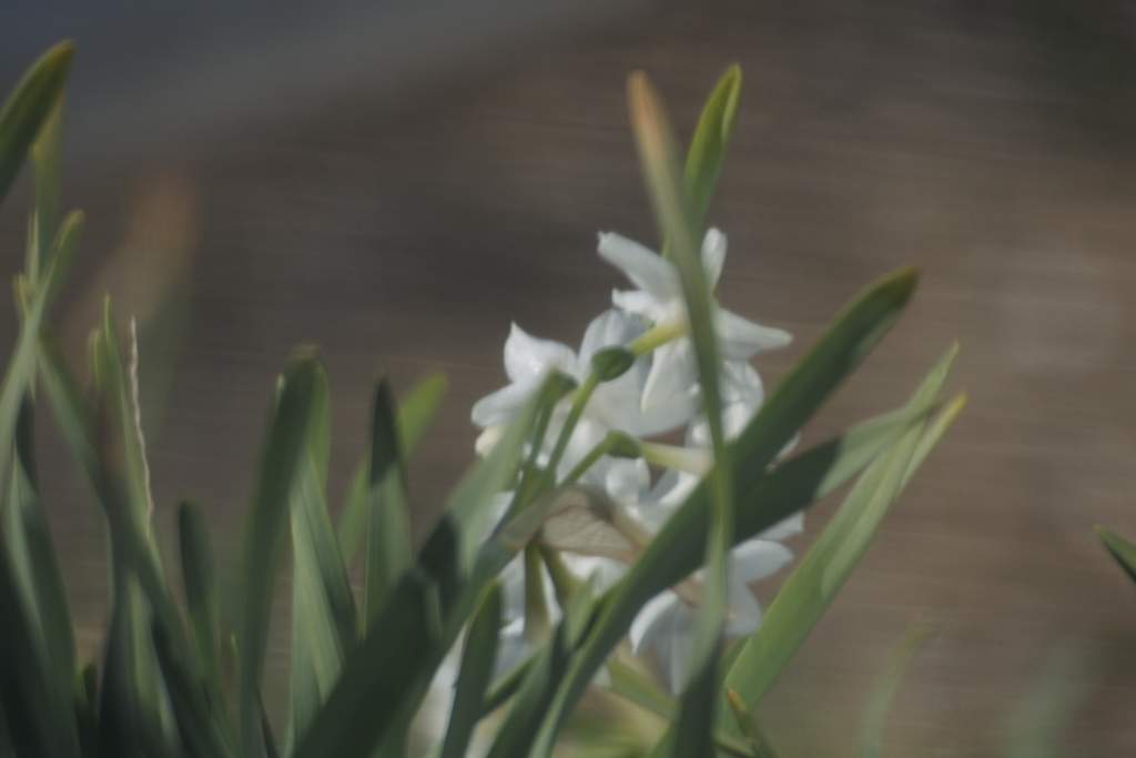 工事現場の花たち　２