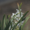 工事現場の花たち　２