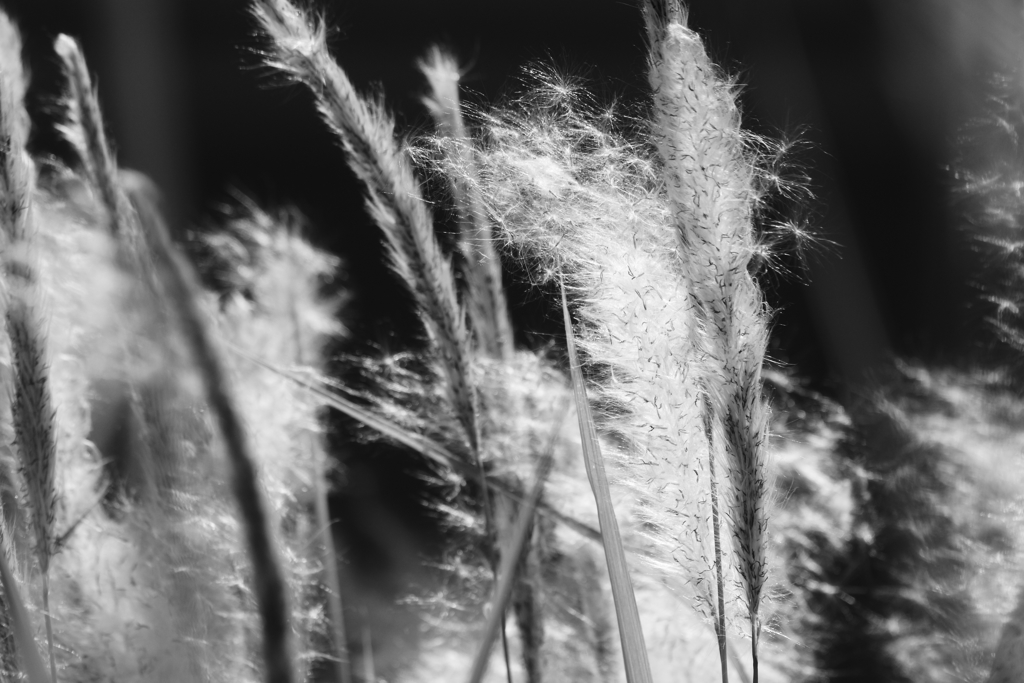 もふもふ、いよいよ旅立ち