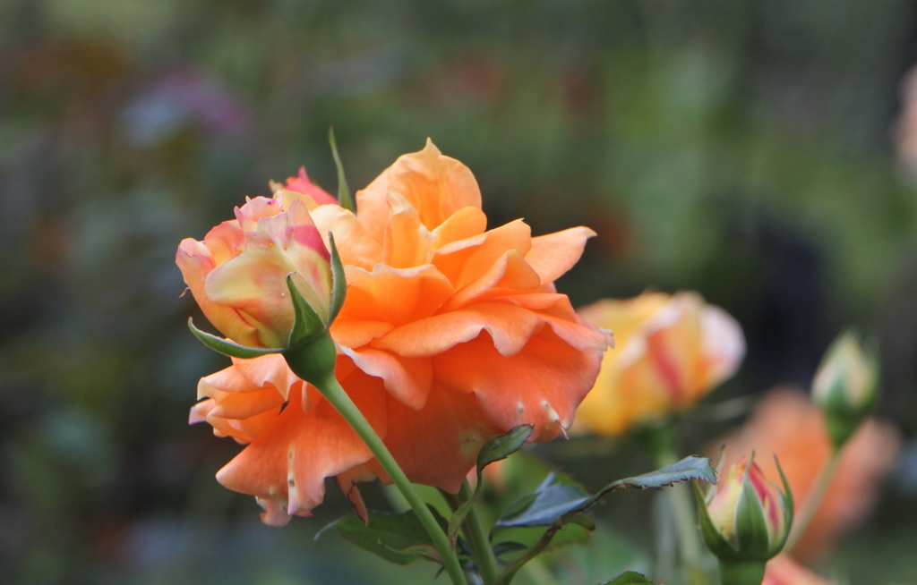 陽だまりのような薔薇