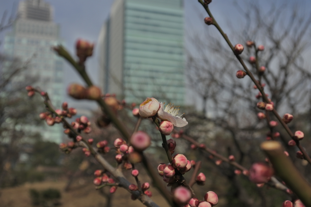 梅と高層ビル