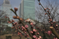 梅と高層ビル
