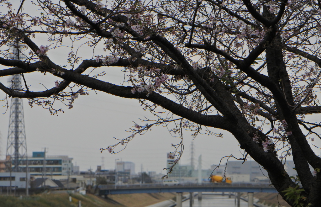 十月桜と橋