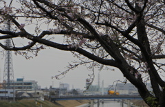 十月桜と橋