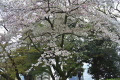 桜の下の渋沢翁