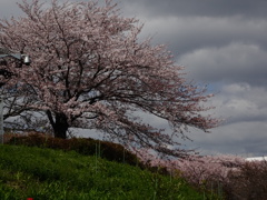 長屋門の桜