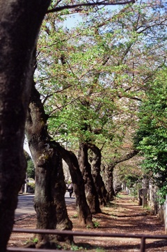 花の季節の終わり