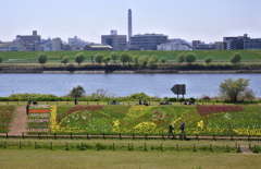 河川敷のチューリップ畑