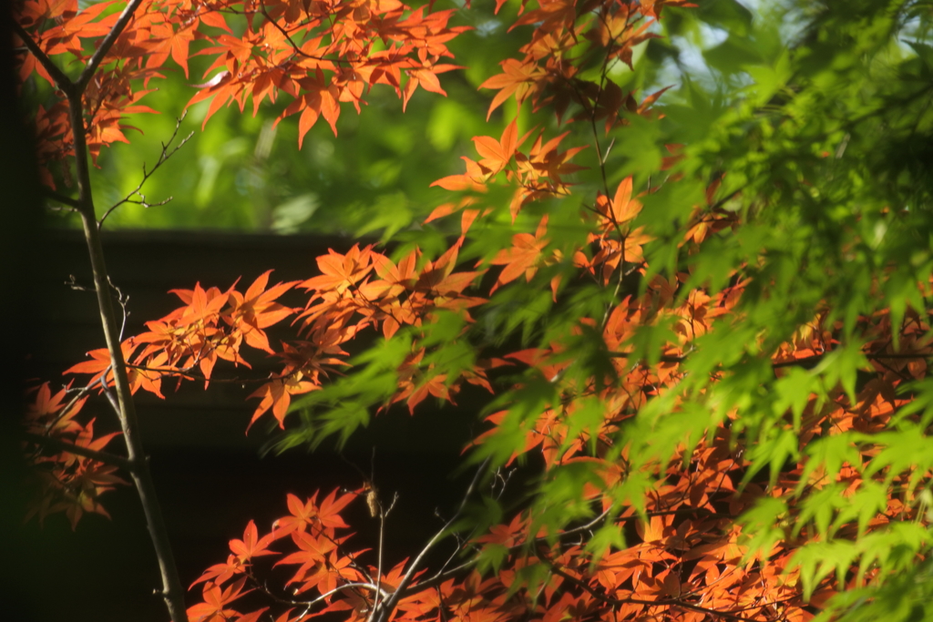 王子神社の春もみじ