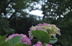 飛鳥山の紫陽花