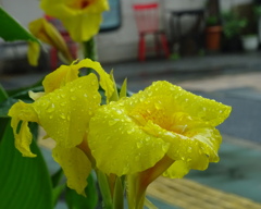 カンナと赤い椅子